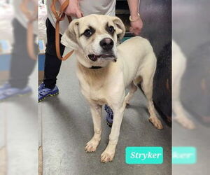 Great Pyrenees-Unknown Mix Dogs for adoption in Richmond, IN, USA