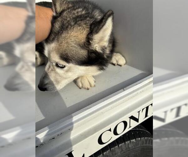 Medium Photo #1 Siberian Husky-Unknown Mix Puppy For Sale in Houston, TX, USA