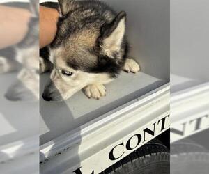 Siberian Husky-Unknown Mix Dogs for adoption in Houston, TX, USA