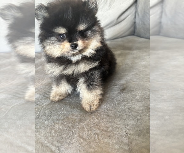 Medium Photo #6 Pomeranian Puppy For Sale in ROCKLEDGE, FL, USA