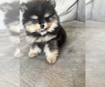 Small #5 Pomeranian