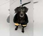 Small Photo #2 Chiweenie Puppy For Sale in Visalia, CA, USA