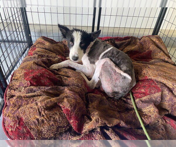 Medium Photo #1 Border Collie Puppy For Sale in Bakersfield, CA, USA