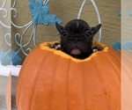 Small Photo #6 French Bulldog Puppy For Sale in ROYAL PALM BEACH, FL, USA