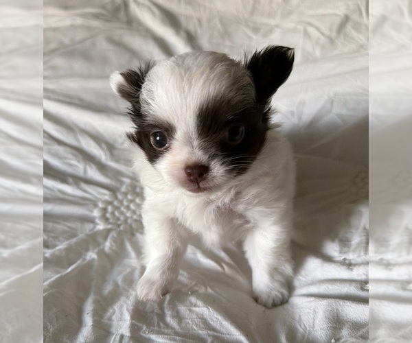 Medium Photo #7 Chihuahua Puppy For Sale in RENO, NV, USA