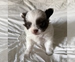 Small #6 Chihuahua