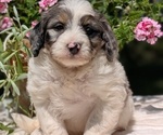 Small #6 Miniature Bernedoodle