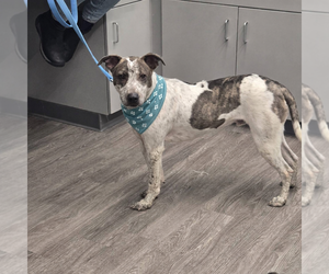 Mutt Dogs for adoption in Woodbury, NY, USA