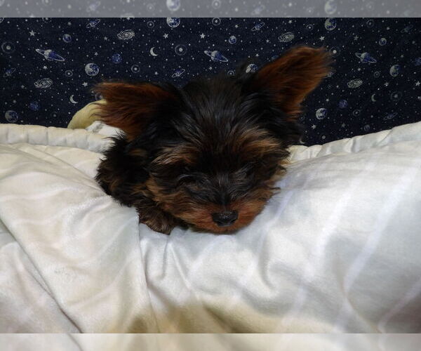 Medium Photo #46 Yorkshire Terrier Puppy For Sale in PATERSON, NJ, USA