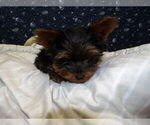 Small Photo #46 Yorkshire Terrier Puppy For Sale in PATERSON, NJ, USA