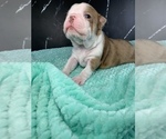 Small Photo #62 Boston Terrier Puppy For Sale in TULARE, CA, USA
