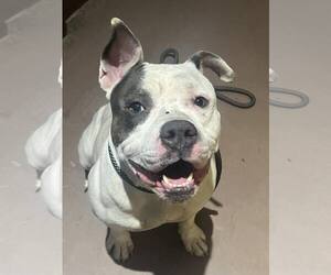Corbin - Male Mutt Dog for Adoption - Photo #17