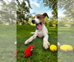 Small #22 Basenji-Rat Terrier Mix