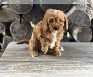 Cavapoo (Miniature) Puppy for sale in DUNDEE, OH, USA