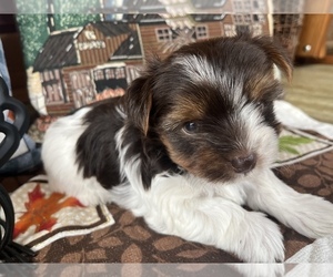 Yorkshire Terrier Puppy for sale in PORT CRANE, NY, USA
