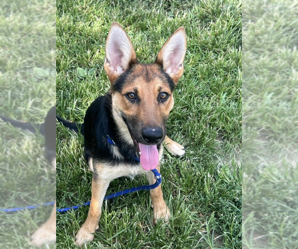 Medium Photo #1 Mutt Puppy For Sale in Evansville, IN, USA