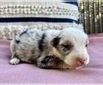 Small Photo #4 Miniature Australian Shepherd Puppy For Sale in ADAIRSVILLE, GA, USA