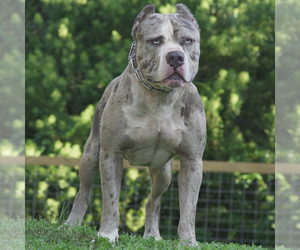 Father of the American Bully puppies born on 08/14/2022