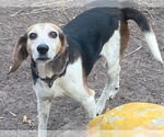 Small #1 Beagle