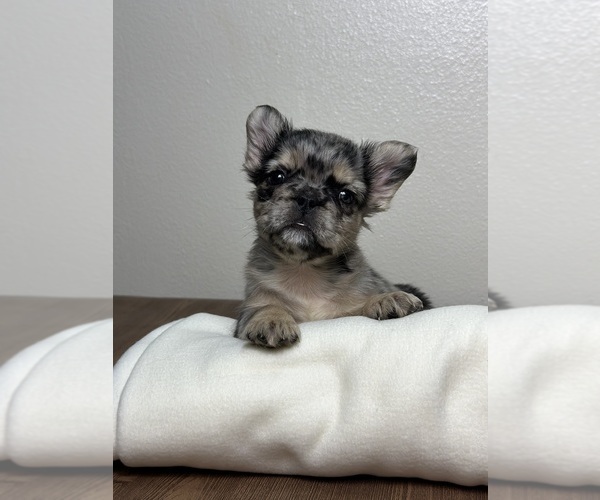 Medium Photo #6 French Bulldog Puppy For Sale in LOS ANGELES, CA, USA