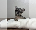 Small #5 French Bulldog