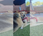 Small Photo #3 Labrador Retriever-Unknown Mix Puppy For Sale in Aurora, CO, USA