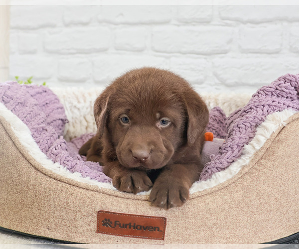 Medium Photo #1 Labrador Retriever Puppy For Sale in SYRACUSE, IN, USA