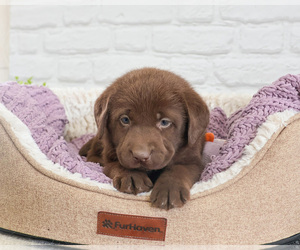 Labrador Retriever Puppy for sale in SYRACUSE, IN, USA