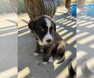 Huskies -Unknown Mix Dogs for adoption in Oakdale, CA, USA