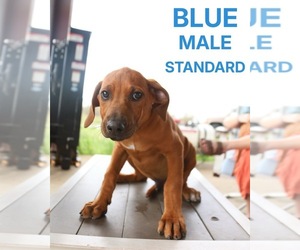 Medium Rhodesian Ridgeback