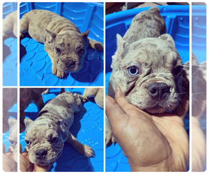 French Bulldog Puppy for sale in HOMESTEAD, FL, USA