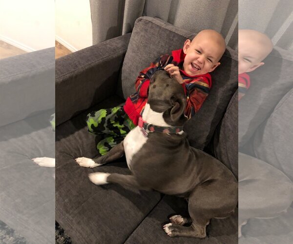 Medium Photo #3 American Pit Bull Terrier-Unknown Mix Puppy For Sale in  Ramona, CA, USA