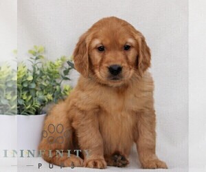Golden Retriever Puppy for sale in LITITZ, PA, USA