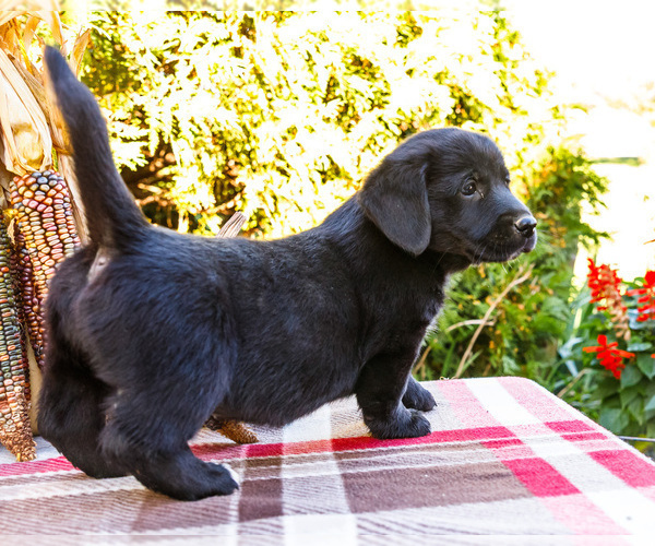 Medium Photo #7 Golden Retriever-Pembroke Welsh Corgi Mix Puppy For Sale in WAKARUSA, IN, USA