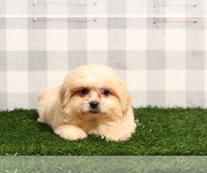 Zuchon Puppy for sale in MARIETTA, GA, USA