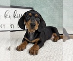 Small #4 Dachshund