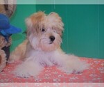 Small Photo #5 Morkie Puppy For Sale in PATERSON, NJ, USA