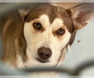 Siberian Husky-Unknown Mix Dogs for adoption in Tulsa, OK, USA