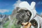 Small Photo #6 French Bulldog Puppy For Sale in GRANADA HILLS, CA, USA