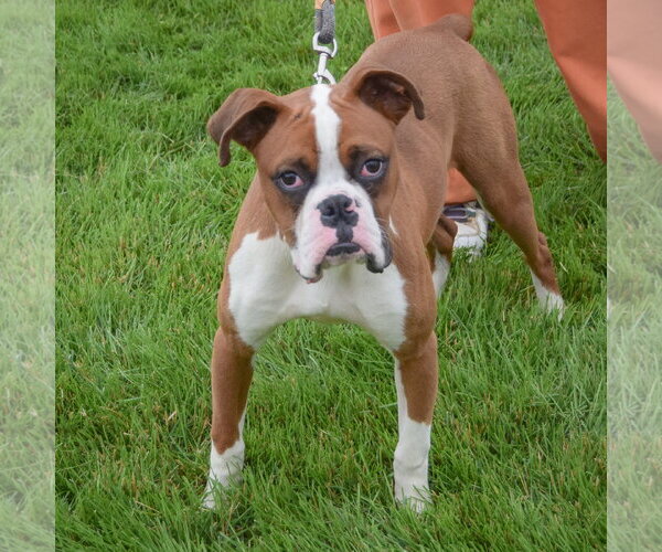 Medium Photo #4 Boxer Puppy For Sale in Huntley, IL, USA