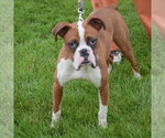Small #3 Boxer