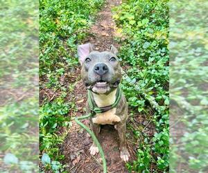 American Pit Bull Terrier Dogs for adoption in Charlotte, NC, USA