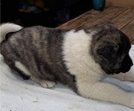 Small Photo #4 Akita Puppy For Sale in ELLINGTON, MO, USA