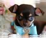 Small #3 Chihuahua