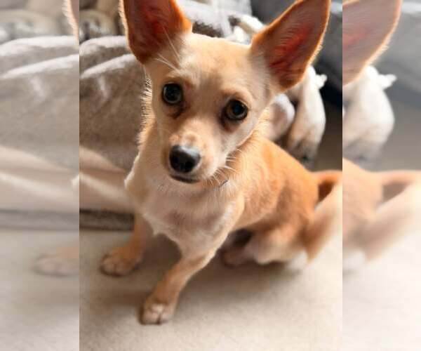 Medium Photo #1 Chihuahua-Unknown Mix Puppy For Sale in Woodbury, NY, USA