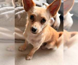 Chihuahua-Unknown Mix Dogs for adoption in Woodbury, NY, USA