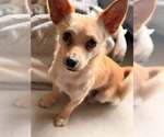 Small Chihuahua Mix