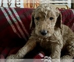 Small Photo #10 Goldendoodle Puppy For Sale in GR BLANC, MI, USA