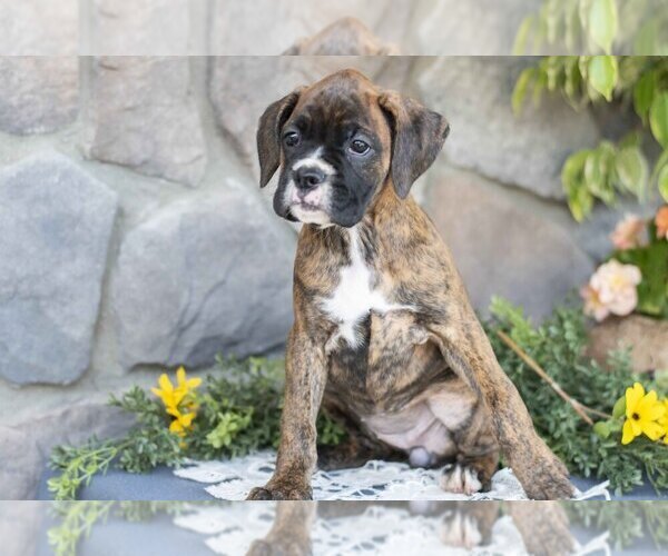 Medium Photo #3 Boxer Puppy For Sale in SHILOH, OH, USA