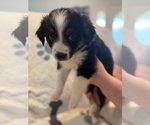 Small #4 Australian Shepherd